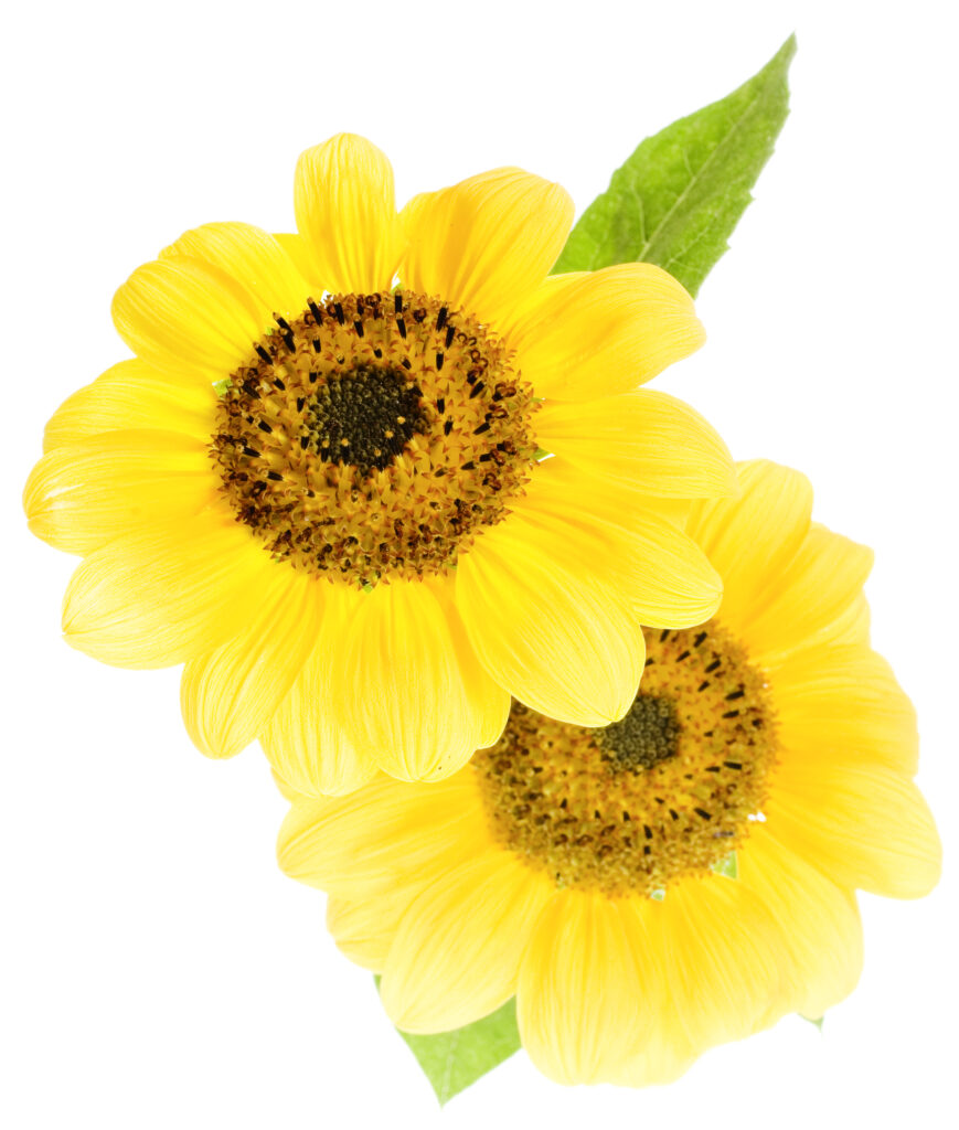 two sunflowers